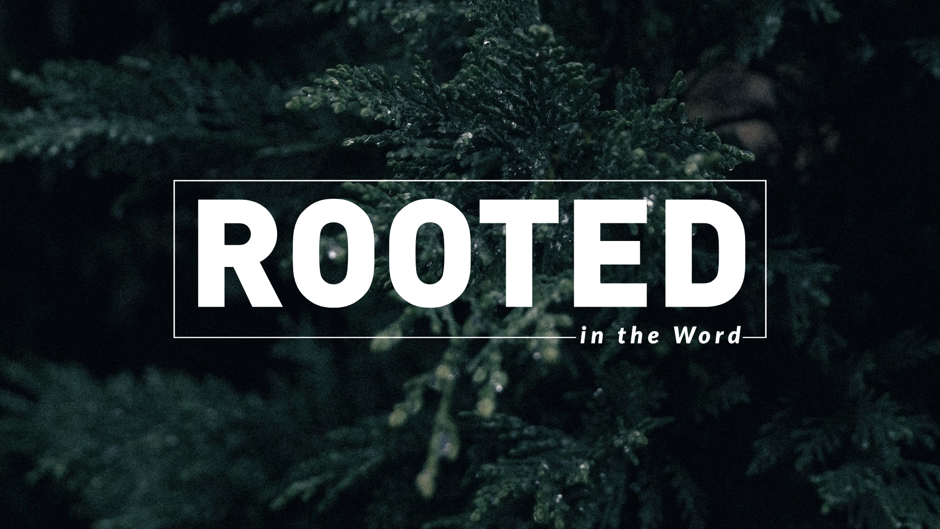 Rooted_1.png